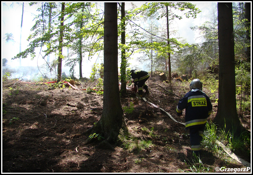 10.06.2014 - Zakopane, Do Małej Łąki - Pożar poszycia leśnego