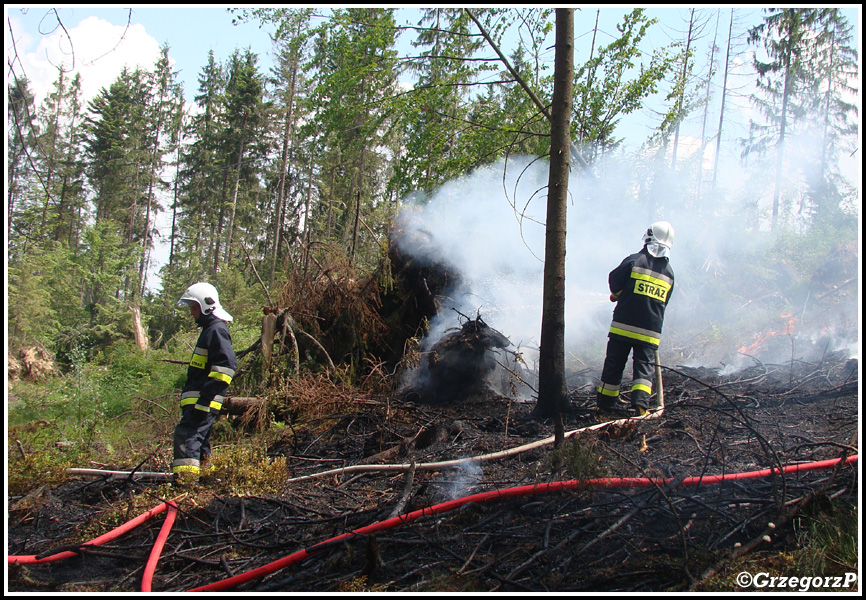 10.06.2014 - Zakopane, Do Małej Łąki - Pożar poszycia leśnego