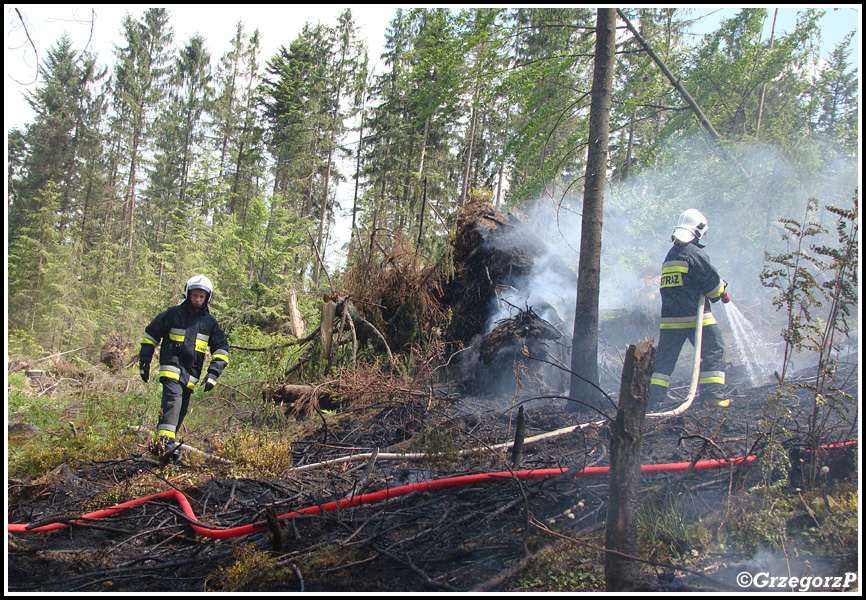 10.06.2014 - Zakopane, Do Małej Łąki - Pożar poszycia leśnego